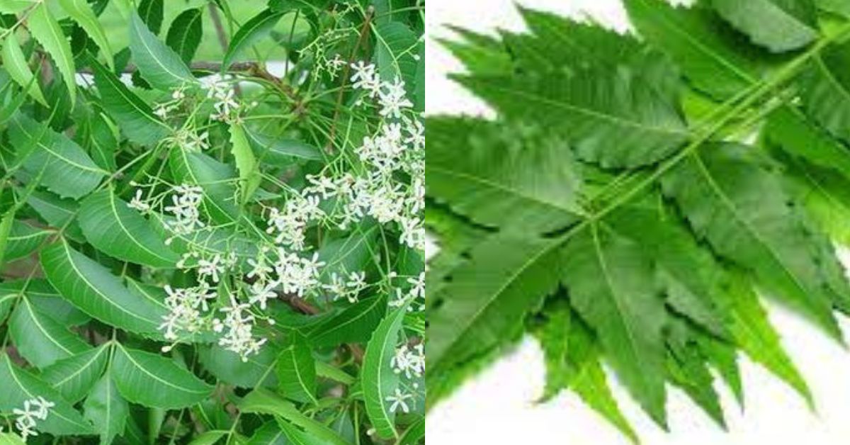 Neem Medicine வேப்பிலையின் மருத்துவம்