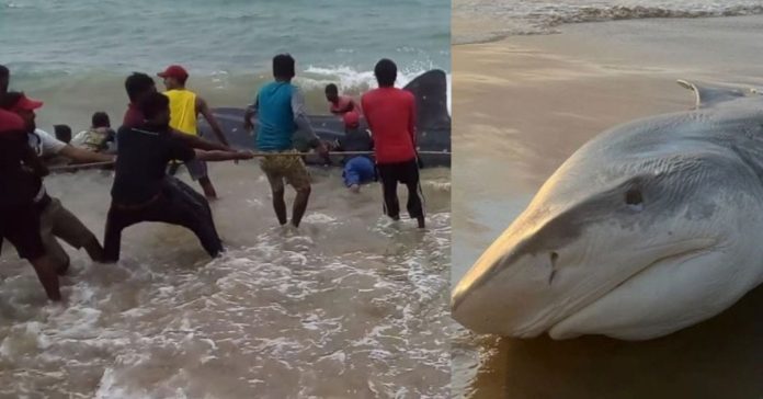 Giant shark சிறுவர்களுக்கான உலக செய்திகள்