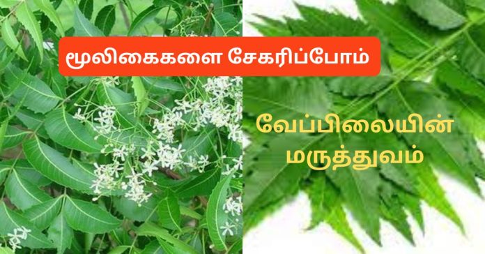 Neem Medicine வேப்பிலையின் மருத்துவம்