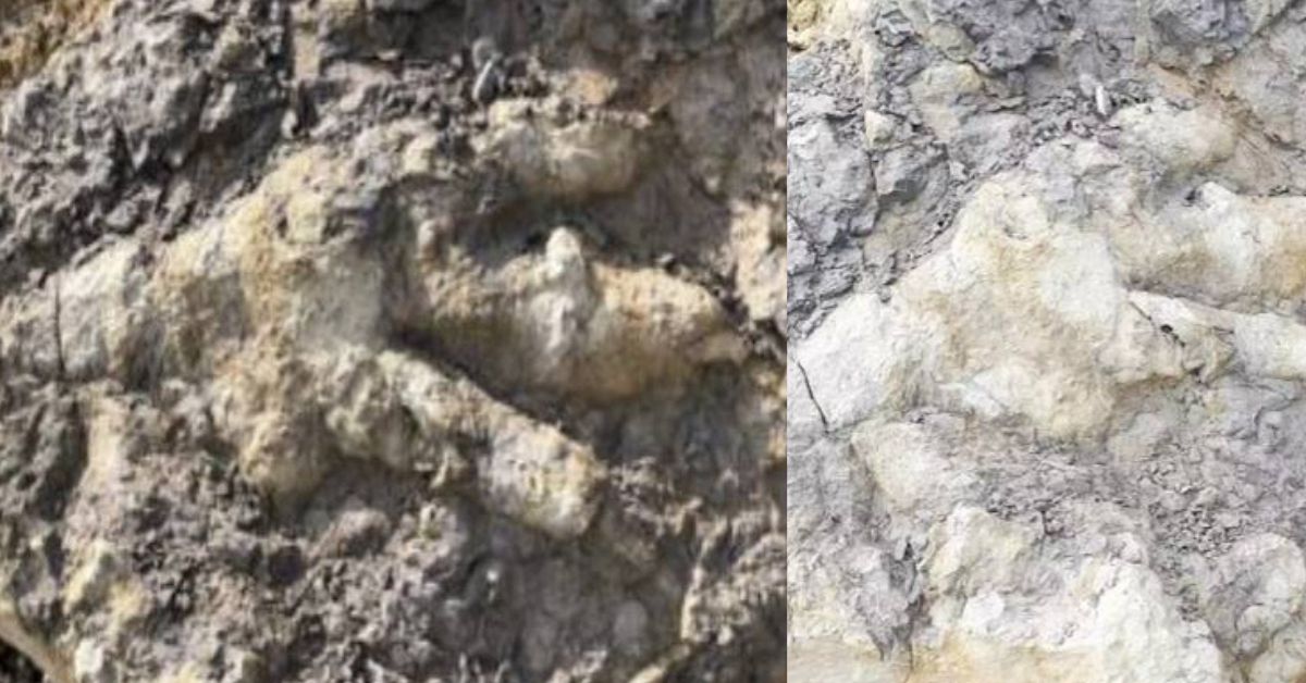 Dinosaur footprint பொது அறிவு செய்திகள்