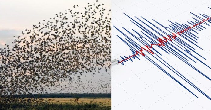 Earthquake Alert of Birds  புவியியல்