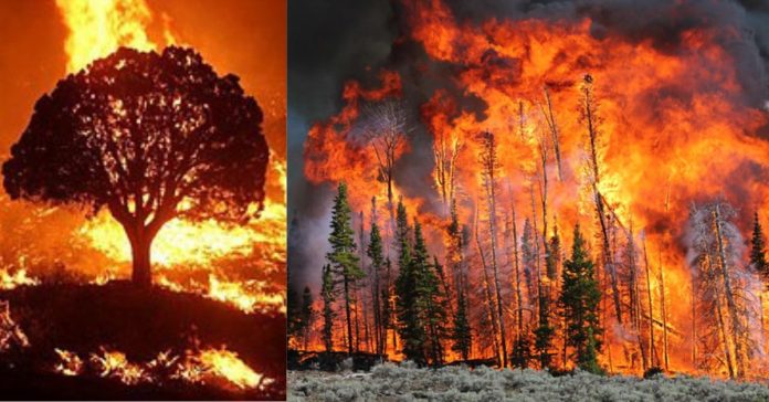 Forest Fire புவியியல்