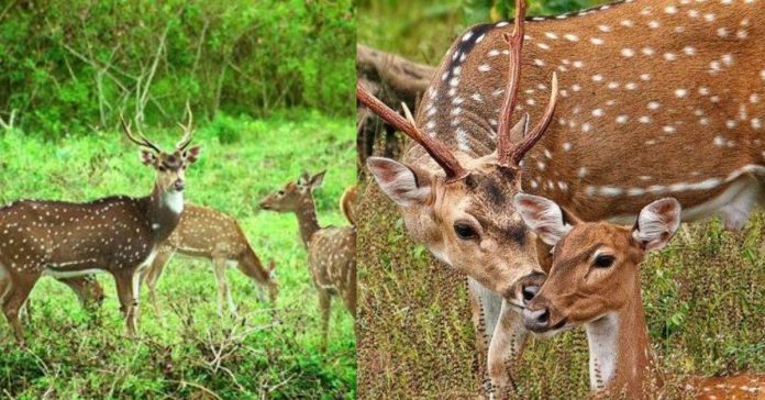 Essay About Deer சிறுவர் கட்டுரை