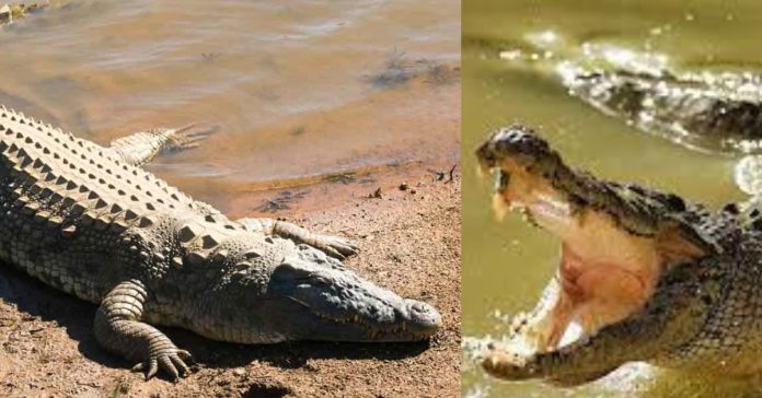 Tamil Essay About Crocodile  சிறுவர் கட்டுரை