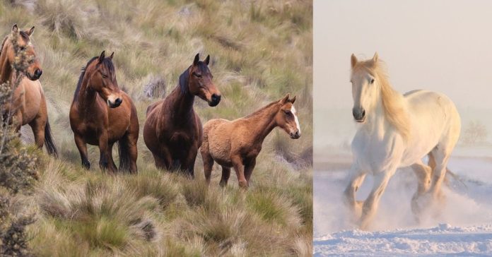 History of the Horse Tamil 