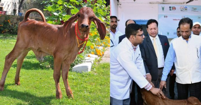 First cloned Calf பொது அறிவு செய்திகள்