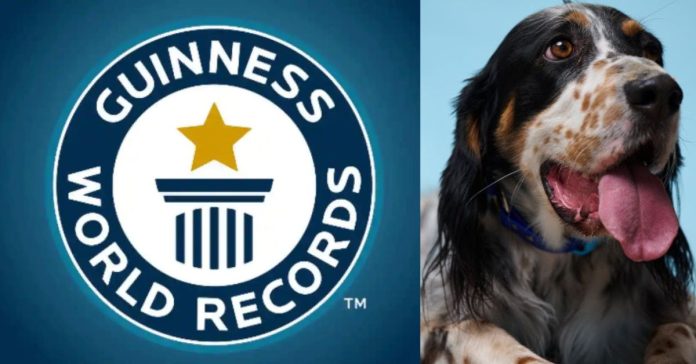 Dog Guinness Record  பொது அறிவு செய்திகள்