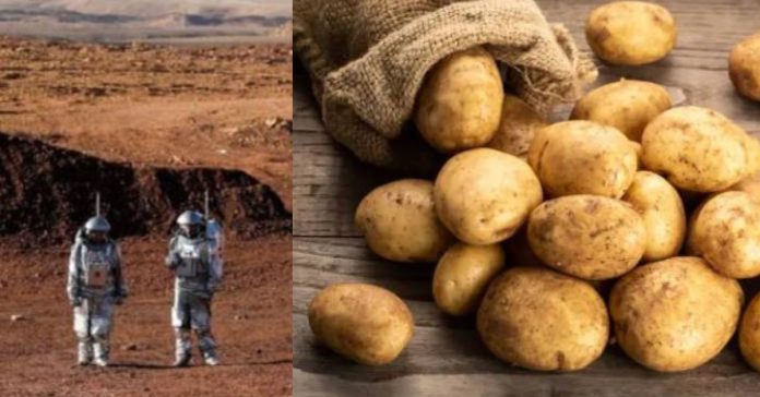 Potato in Mars பொது அறிவு செய்திகள்