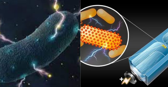 Bacteria's Electricity  பொது அறிவு செய்திகள்