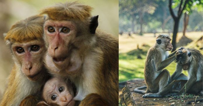 Exported monkeys  சிறுவர்களுக்கான உலக செய்திகள்