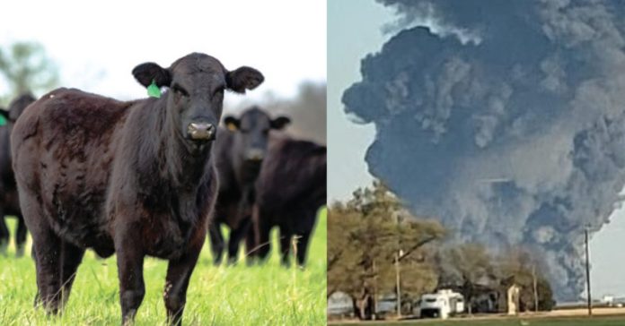 Cow farm Fire In US சிறுவர்களுக்கான உலக செய்திகள்