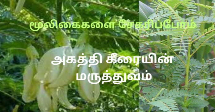 Akaththi humming bird tree leaves - Akaththi மூலிகைகளை சேகரிப்போம்