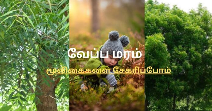 Neem Tree Herbal மூலிகைகளை சேகரிப்போம்