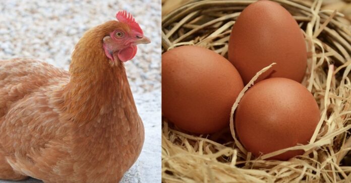 Discover Egg and Hen சிறுவர்களுக்கான உலக செய்திகள்