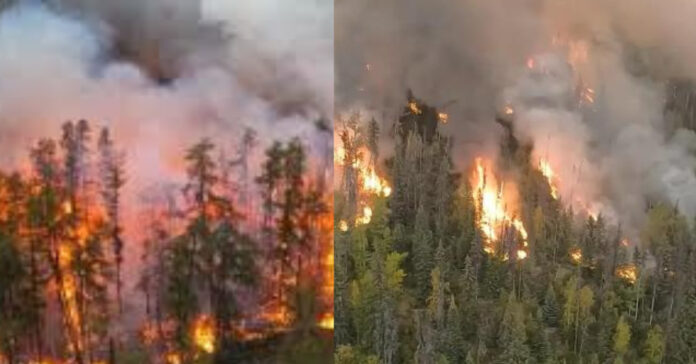 Massive Forest Fire சிறுவர்களுக்கான உலக செய்திகள்