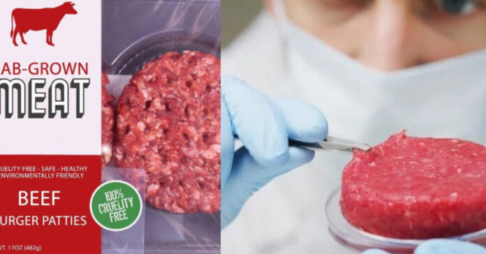 Artificial Meat சிறுவர்களுக்கான உலக செய்திகள்