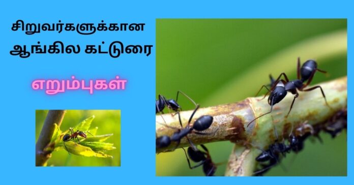 Tamil Short Essay Ant  ஆங்கில கட்டுரை 