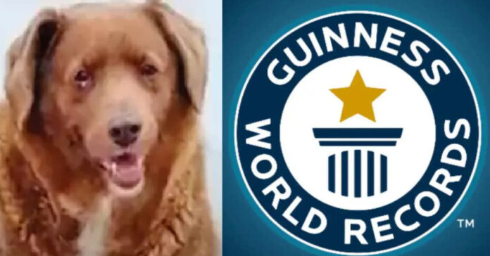 Guinness Record Dog  சிறுவர்களுக்கான உலக செய்திகள்