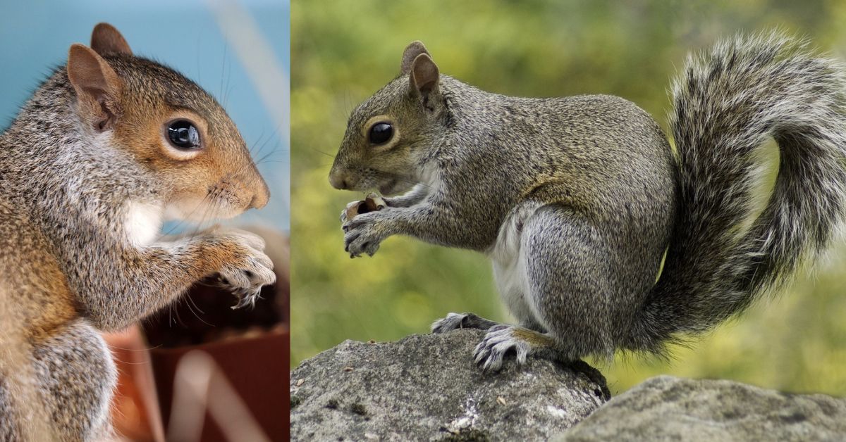 Short Essay About Animal Squirrel,Tamil short Essay Squirrel  சிறுவர் கட்டுரை