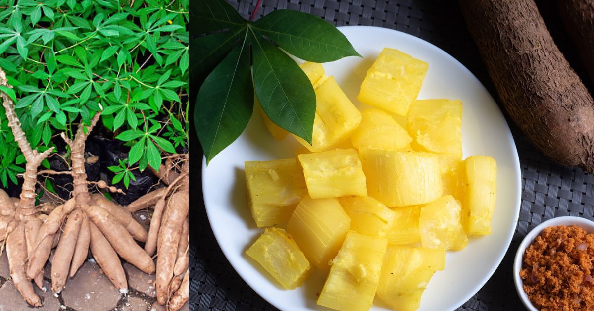 மரவள்ளி கிழங்கின் மருத்துவம் Cassava Tuber Herbal