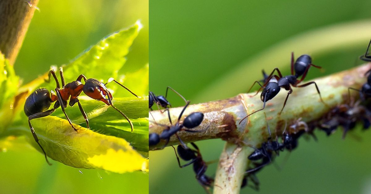 Tamil Essay about Ants  சிறுவர் கட்டுரை