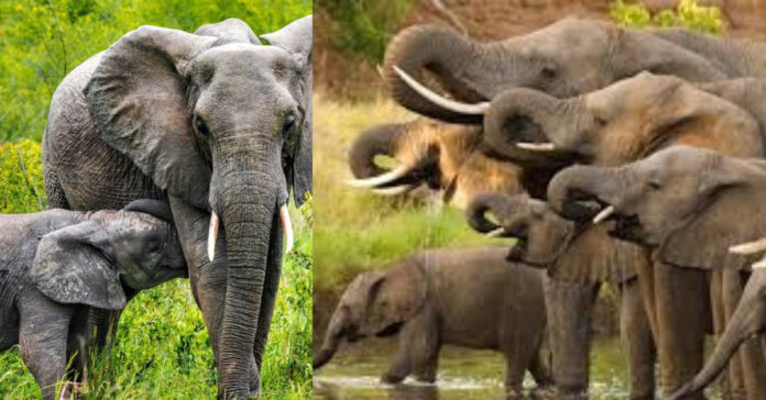 World Elephant Day  பொது அறிவு செய்திகள்