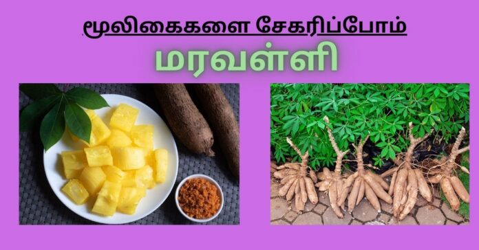 Cassava Tuber Herbal  மூலிகைகளை சேகரிப்போம்