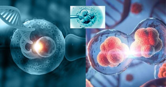 Human Embryos From Cells  சிறுவர்களுக்கான உலக செய்திகள்