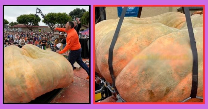 World Biggest Pumpkin  பொது அறிவு செய்திகள்