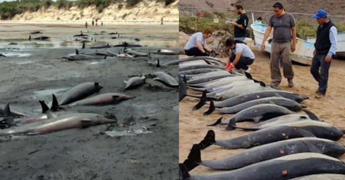 Dolphins Died  சிறுவர்களுக்கான உலக செய்திகள்