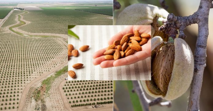 Almond Producing Countries  சிறுவர்களுக்கான உலக செய்திகள்