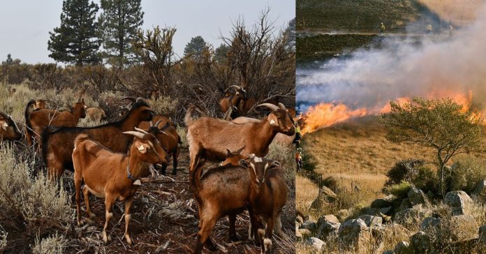 Goats to control wildfires ளுக்கான உலக செய்திகள்