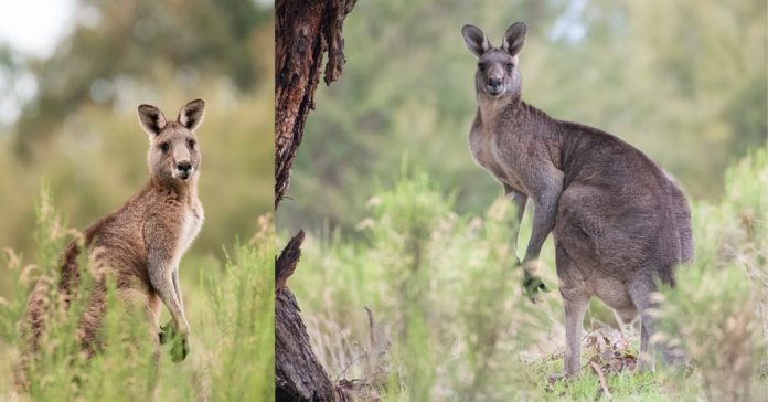 Individuality of kangaroo பொது அறிவு செய்திகள்