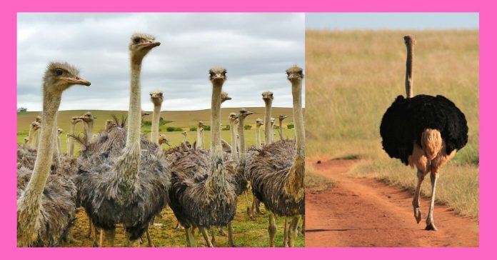 About Ostrich சிறுவர் கட்டுரை