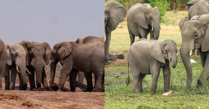 Language of Elephants  சிறுவர் கட்டுரை