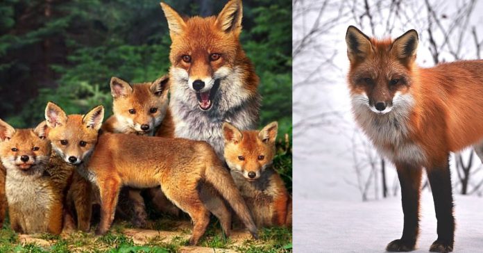 Short Essay about Foxes சிறுவர் கட்டுரை