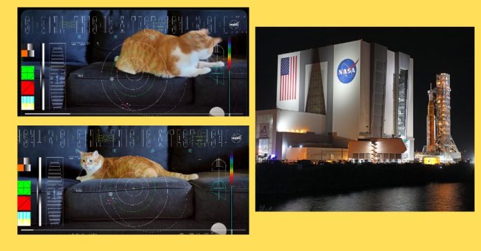 Cat in Space  பொது அறிவு செய்திகள்