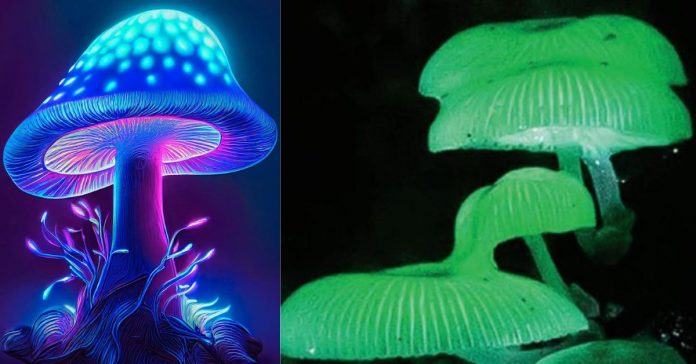 Glowing mushrooms சிறுவர்களுக்கான உலக செய்திகள்