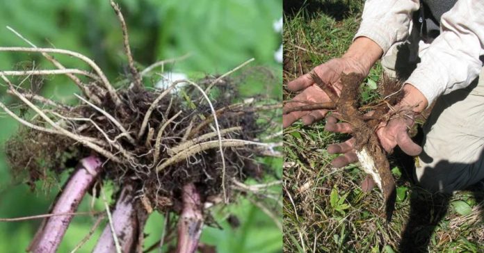 Medicine from Poisonous Plant  சிறுவர் சிந்தனைகள்