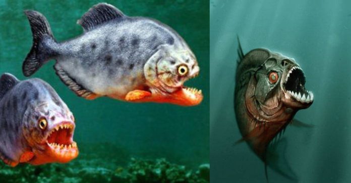 Piranha Fish in Tamil சிறுவர் சிந்தனைகள்