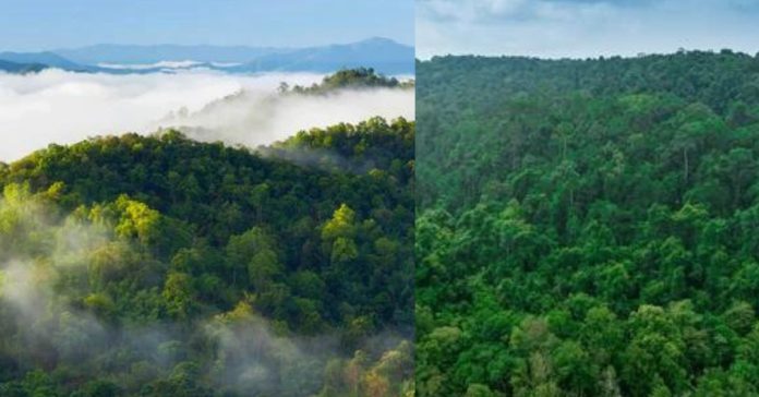 Oldest Forest in the World  தேடல்