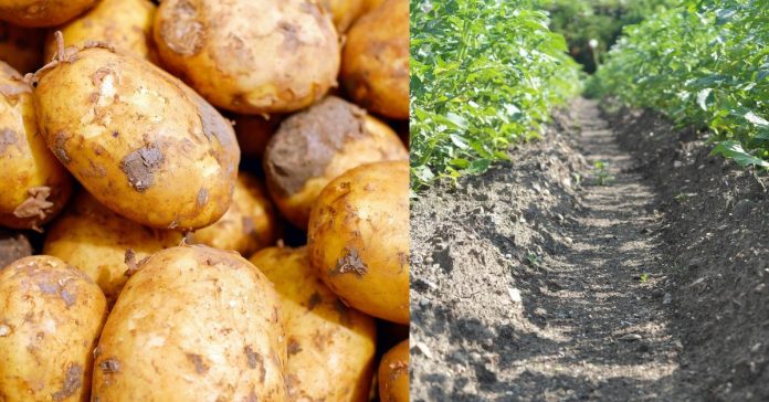 Medicinal Content of Potato  மூலிகைகளை சேகரிப்போம்