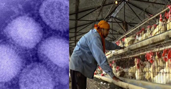 Bird Flu Virus  சிறுவர்களுக்கான உலக செய்திகள்