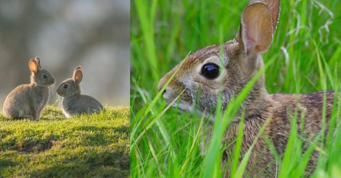 Rabbit Disturbance  சிறுவர்களுக்கான உலக செய்திகள்