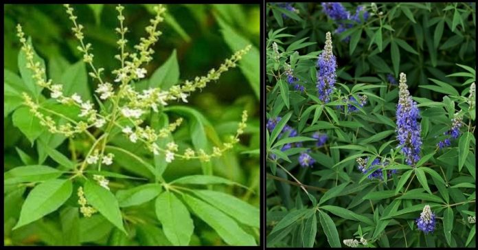 Chinese Chaste Leaves  in Tamil  / நொச்சி இலை