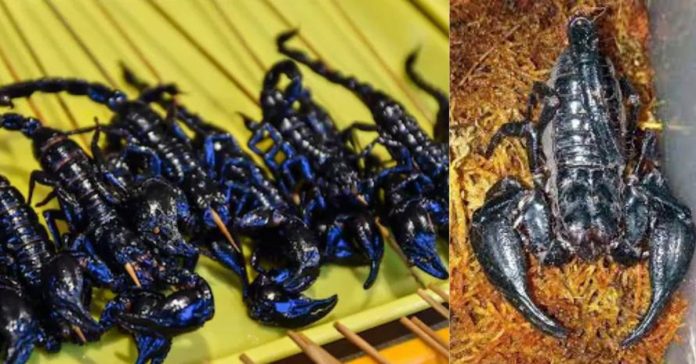 New Species of Scorpion  சிறுவர்களுக்கான உலக செய்திகள்