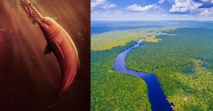 Largest River Dolphin  சிறுவர்களுக்கான உலக செய்திகள்