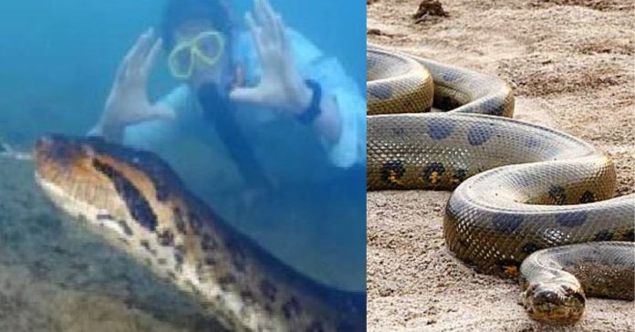 World Largest Anaconda  சிறுவர்களுக்கான உலக செய்திகள்