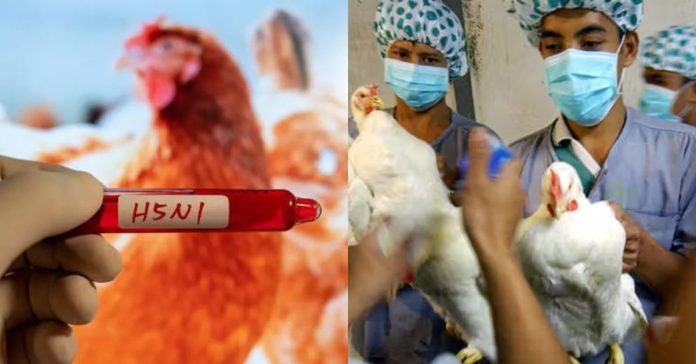 H5N1 Virus Warnings  சிறுவர்களுக்கான உலக செய்திகள்