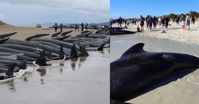 Beached Whales  சிறுவர்களுக்கான உலக செய்திகள்